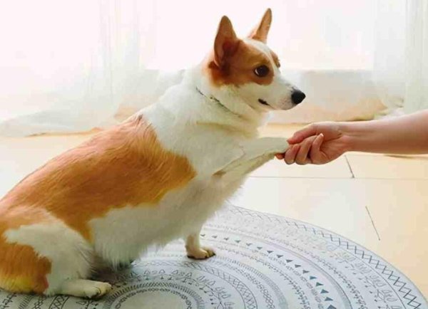 There are methods to train dogs, and hand posture and tone are all very important! Let me teach you how to operate now!