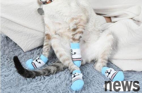 Do cats like to grab the sofa? I ll tell you the solution!
