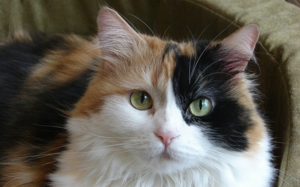 Learn these 5 points before buying a cat, and you can also have clingy kittens!