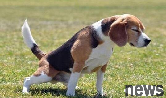 Is it normal for a puppy to urinate six or seven times in an afternoon? Pay attention to these points