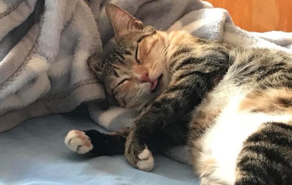 25 cold knowledge about cats, you may not know all of them after raising cats for many years