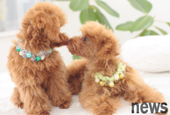 Why do dogs have troubles?