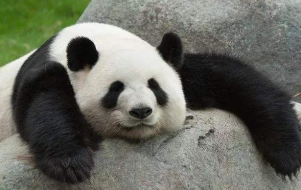 The giant panda was holding something in his mouth and wanted to use it for milk. The breeder approached and took a look: My ancestor