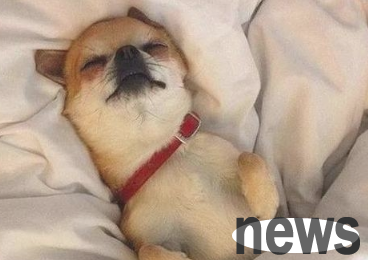 Eight secrets of dogs 