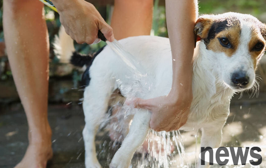 Have you guaranteed the five bathing procedures for dogs?