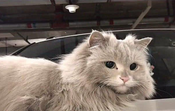 A stray cat was lying in the car. Netizens were about to drive away and saw the cat s eyes but were shocked: The temperament is noble.