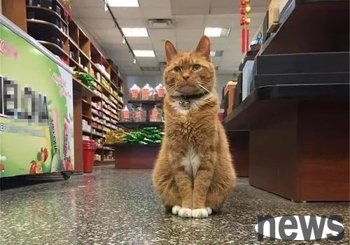 The young man secretly took the kitten in the supermarket, but made the autistic boy lose his only friend. He also loves cats very much