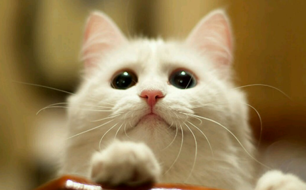 Raising dogs and cats enters the smart era: China s per capita spends 6,653 yuan per pet per year
