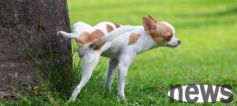 What is the problem of suddenly having difficulty urinating a dog?