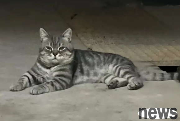 The cat is a god for a 