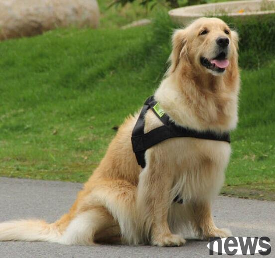 Why do dogs carry leashes when going out? What are the effects?