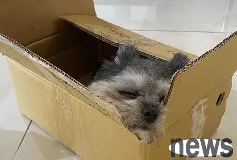 The Pomeranian dog raised by a cat has become a 