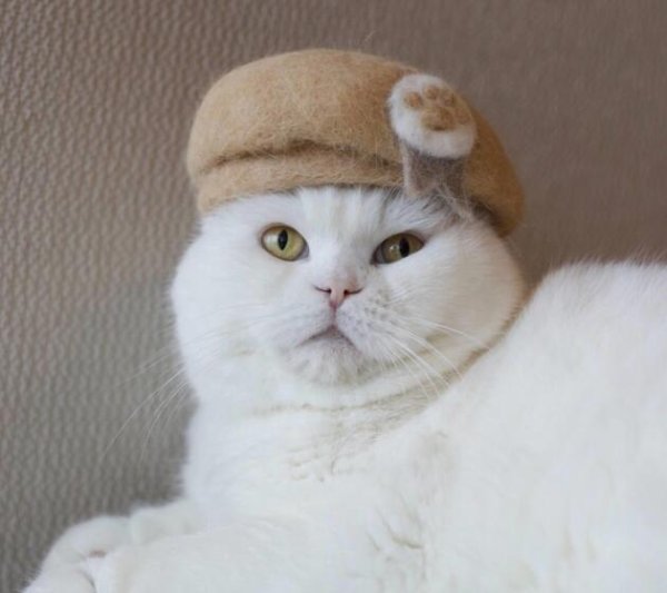The owner poses with cat hair, and the sixth amazed me. Netizen: Experts are among the people