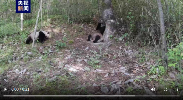 The giant panda 