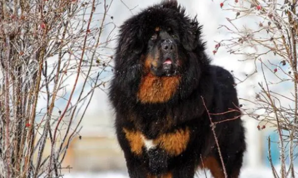 If you can t mess with a dog, you will either die or be injured!