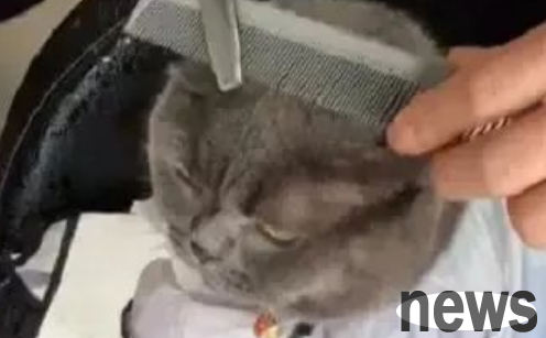 This cat seems to have become a sperm and can actually understand human words!