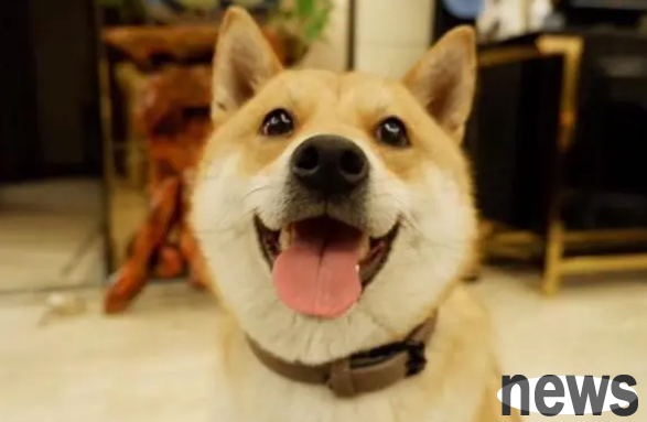 What should dogs do if they are disobedient? Several ways to train puppies at home!