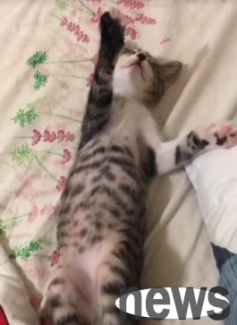The kitten fell asleep halfway through playing, with his paws still on his feet, and woke up ten minutes later and continued to play.
