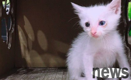 The white cat was abandoned and fell into the ditch. Fortunately, the social worker rescued each other and raised him.