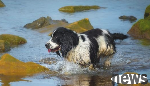 How often do dogs take a bath? Which dog is best without taking a bath?