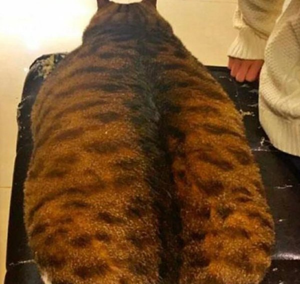 I handed the cat to my mother three months ago, but now I was stunned when I saw the cat. Whose cat is this?