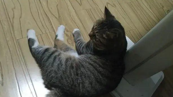 Another day of being ridiculed by cats! The truth makes people cry. Will cats dislike the shoveling poop owner being stupid?