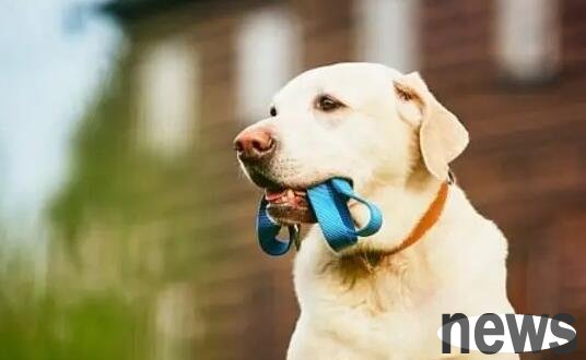 What are the adverse effects of not walking the dog? Let me tell you
