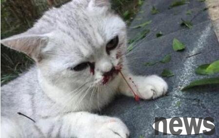 The cat fell on the 8th floor and his face was covered in blood. When the owner arrived, his actions made the audience praise him.
