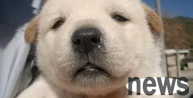 What causes a dog s runny nose