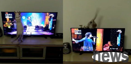 Naughty cat caught a mosquito and jumped to the TV. Unexpectedly, his feet didn t step on them and they fell hard.
