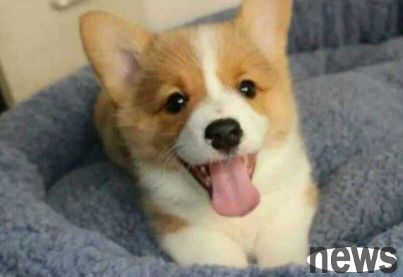Dog deworming, I advise you not to make this wrong concept!