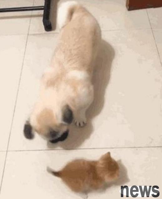 The relatives are very doting on the little orange cat, but they make the dogs at home lose their temper. This guy bullies it as soon as he catches the opportunity.