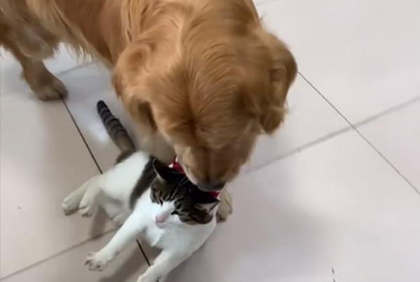 A woman in Shanxi is afraid that the cat will scratch the child and 