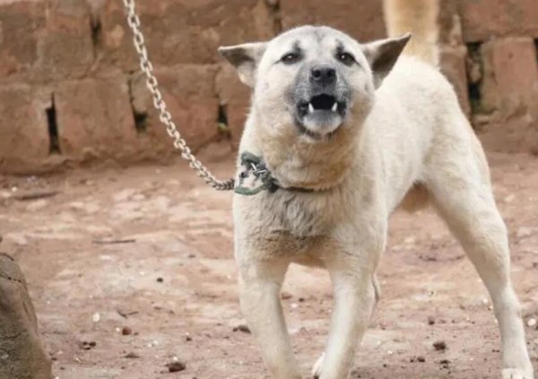 How to solve the problem of dogs barking?