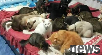 Netizens posted more than 20 cats from their homes, which is enviable