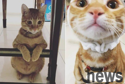Whenever the orange cat hears the keywords, it will come forward to ask for food excitedly
