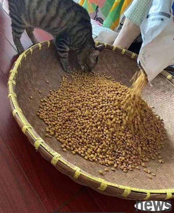 When the old lady feeds cat food, she pours a bag of cats into a sieve: Do you think it’s a pig to raise it?