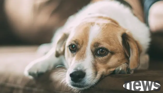 What are the injuries of dogs after being bitten by ticks? What are the harms?