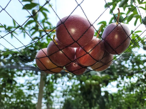 There is a fruit with very high protein content. 