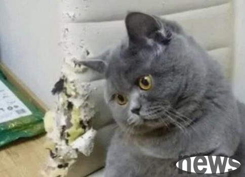 The blue cat scratched the chair, but the owner criticized it severely but was angry and cried