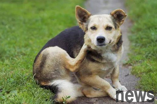 How much do you know about dog skin diseases?