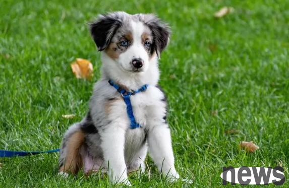 Is the dog a fracture? Or twist it? How to distinguish?