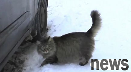 Cats use body warmth to save the baby boy s life and are praised as 