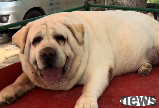 How to tell if your dog is too fat? Check out these points!