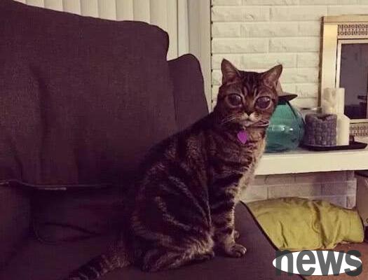 The kitten that is loved by people, but the story behind it is heartbreaking