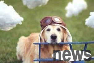 What are the long-lived dogs?