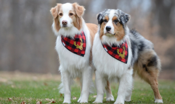 Do dogs get calcium injections every day? Do dog calcium injections need to be given daily?