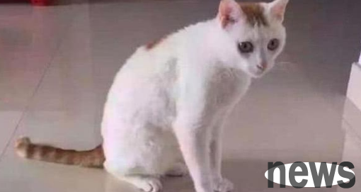 When a woman touched the cat, she was very painful and was frightened after taking it to the hospital for a video.