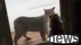 Uninvited guest bobcat invades a house, the domestic cat growled and threatened to withdraw from the bobcat