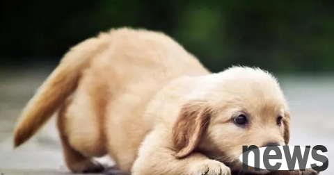 How do you call the puppy a good name? Let s take a look together